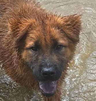 Chow Mein -  Retriever and Terrier Dog for Adoption in Bloomfield, Connecticut - Chow Mein | PetCurious