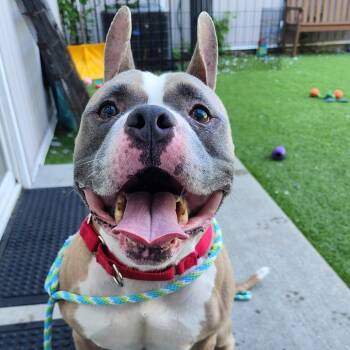 CJ -  Pit Bull Terrier Dog for Adoption in Bedford, New Hampshire - CJ | PetCurious
