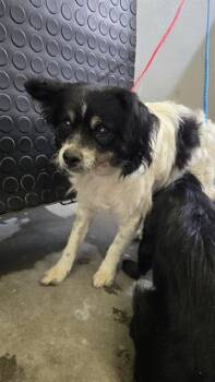 A883805 -  Papillon and Mixed Breed Dog for Adoption in Camarillo, California - A883805 | PetCurious
