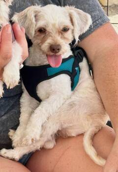 Bran -  Poodle Dog for Adoption in San Diego, California - Bran | PetCurious