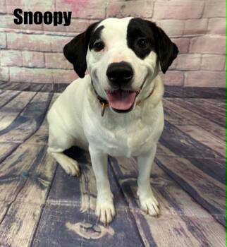 Snoopy -  Dachshund Dog for Adoption in Quincy, Michigan - Snoopy | PetCurious