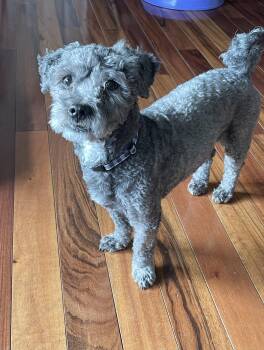 Rescue Schnoodle and Poodle Dogs for Adoption in Rochester Hills, Michigan - Max | PetCurious