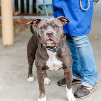Pit Bull Terrier Dogs Available for Adoption in Oakland, California - Barney | PetCurious
