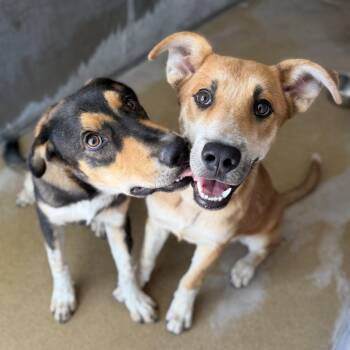 Pickles -  Shepherd and Mixed Breed Dog for Adoption in Corpus Christi, Texas - Pickles | PetCurious