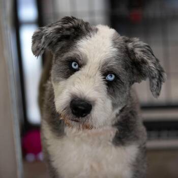 Panda (JN26-35) -  Old English Sheepdog and Standard Poodle Dog for Adoption in Peyton, Colorado - Panda (JN26-35) | PetCurious