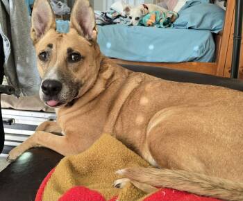 Sasha -  Akita Dog for Adoption in Coarsegold, California - Sasha | PetCurious