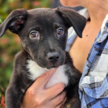 Rescue Terrier and Chihuahua Dogs for Adoption in San Diego, California - Shannon - (Medical) | PetCurious