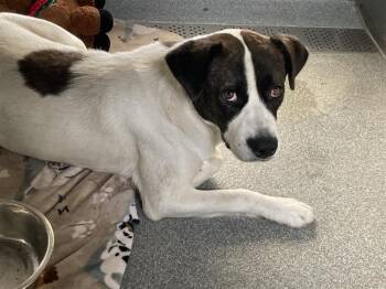 Pit Bull Terrier and Mixed Breed Dogs Available for Adoption in Tustin, California - DOLLY | PetCurious