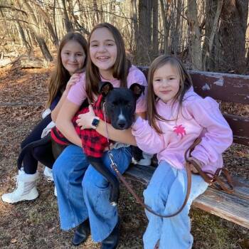 Black Labrador Retriever and German Shepherd Dog Dogs Available for Adoption - Huey Loves Hugs | PetCurious