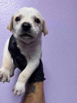 61312790 -  Mixed Breed Dog for Adoption in El Paso, Texas - 61312790 | PetCurious