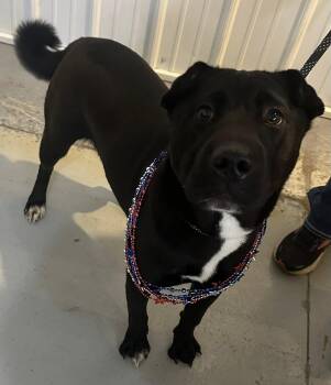 Rescue Shar Pei and Mixed Breed Dogs for Adoption in Hoopeston, Illinois - Elaine | PetCurious