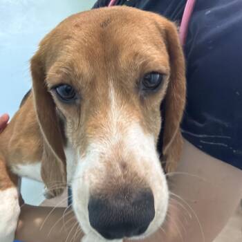 Eric T aka VTF5 2263 -  Beagle Dog for Adoption in Loxahatchee Groves, Florida - Eric T Aka VTF5 2263 | PetCurious