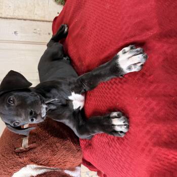 Stone (100 adoption fee) -  Labrador Retriever and Coonhound Dog for Adoption in Atlanta, Texas - Stone (100 Adoption Fee) | PetCurious