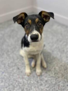 Benjamin -  Shepherd Dog for Adoption in Las Vegas, Nevada - Benjamin | PetCurious