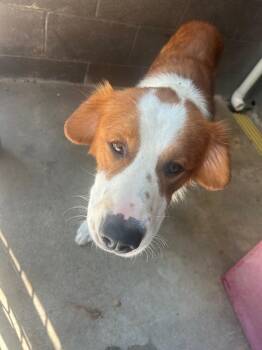 Winston -  Saint Bernard and Mixed Breed Dog for Adoption in Russellville, Kentucky - Winston | PetCurious