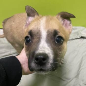 Terrier and Mixed Breed Dogs Available for Adoption in Spokane, Washington - Badger | PetCurious
