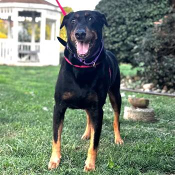 Rescue Doberman Pinscher Dogs for Adoption in Parkersburg, West Virginia - Marshal | PetCurious