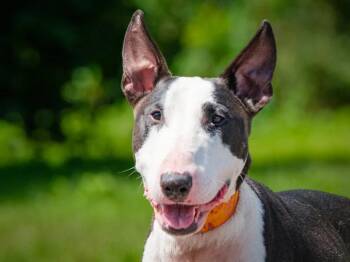 Buzzer -  Bull Terrier Dog for Adoption in Pointe-fortune, Quebec - Buzzer | PetCurious