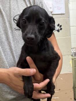 Dachshund Dogs Available for Adoption in Swainsboro, Georgia - Matty | PetCurious