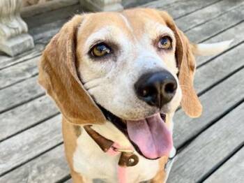 Oakley -  Mixed Breed Dog for Adoption in Georgetown, Texas - Oakley | PetCurious