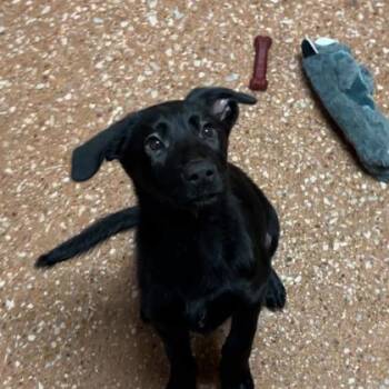 Mixed Breed Dogs Available for Adoption - Salina | PetCurious