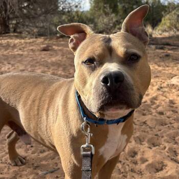 Drako -  Pit Bull Terrier and Mixed Breed Dog for Adoption in Kanab, Utah - Drako | PetCurious