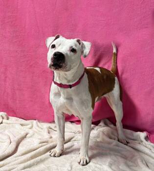 Pit Bull Terrier Dogs Available for Adoption - Angel | PetCurious