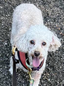 Charger -  Poodle Dog for Adoption in Jefferson Hills, Pennsylvania - Charger | PetCurious