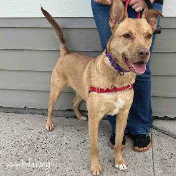 Ann -  Pit Bull Terrier and Mixed Breed Dog for Adoption in Cheyenne, Wyoming - Ann | PetCurious