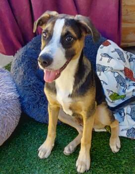 Archie -  Border Collie Dog for Adoption in Mentone, California - Archie | PetCurious