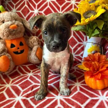 Pavarotti -  Boston Terrier and Cattle Dog Dog for Adoption in Normal, Illinois - Pavarotti | PetCurious