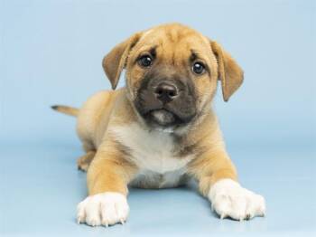 Pit Bull Terrier Dogs Available for Adoption in Phoenix, Arizona - RICOTTA | PetCurious