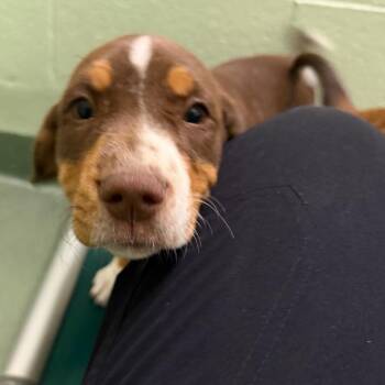 Mixed Breed Dogs Available for Adoption in West Palm Beach, Florida - Gertie | PetCurious