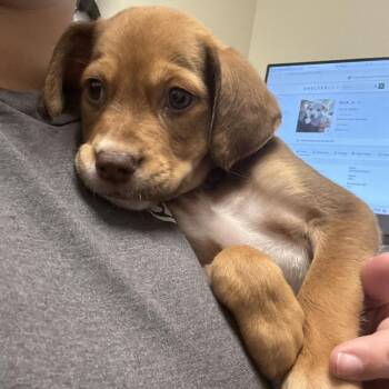 Grizzly -  Mixed Breed Dog for Adoption in Tulsa, Oklahoma - Grizzly | PetCurious