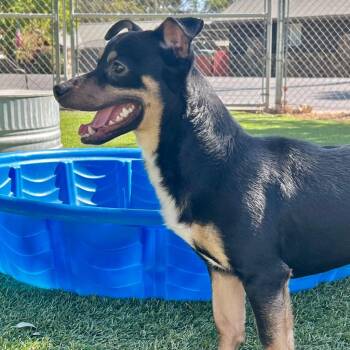 Vito -  Terrier and Mixed Breed Dog for Adoption in Chico, California - Vito | PetCurious