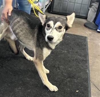 LUCKY -  Mixed Breed Dog for Adoption in Dallas, Texas - LUCKY | PetCurious