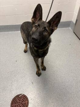 FUJISAKI -  German Shepherd Dog Dog for Adoption in Indianapolis, Indiana - FUJISAKI | PetCurious