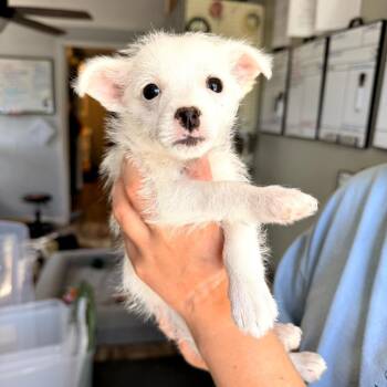 Chihuahua and Maltese Dogs Available for Adoption in Trenton, Georgia - Quinn | PetCurious