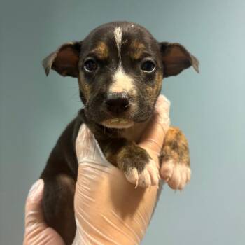 Mixed Breed Dogs Available for Adoption - Loudred | PetCurious