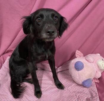 Marcy -  Spaniel Dog for Adoption in Bothell, Washington - Marcy | PetCurious