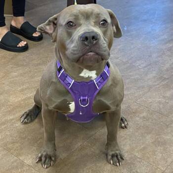 Pit Bull Terrier Dogs Available for Adoption - WAGS-Stray-20795 | PetCurious