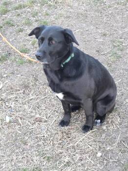 Black Labrador Retriever Dogs Available for Adoption - Libby | PetCurious