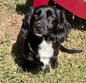 Frankie Jane -  Cocker Spaniel Dog for Adoption in Austin, Texas - Frankie Jane | PetCurious