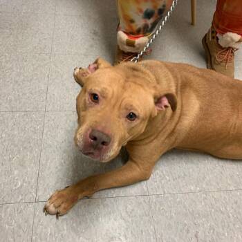 Mixed Breed Dogs Available for Adoption in Philadelphia, Pennsylvania - Minnow | PetCurious