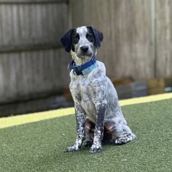 Basil -  Pointer Dog for Adoption in Pembroke, Massachusetts - Basil | PetCurious