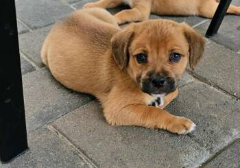 Mixed Breed Dogs Available for Adoption in Mesa, Arizona - Itzy | PetCurious