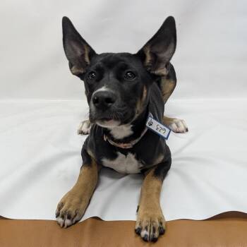 Shepherd and Mixed Breed Dogs Available for Adoption in Parker, Colorado - 623 (2026) Zoey | PetCurious