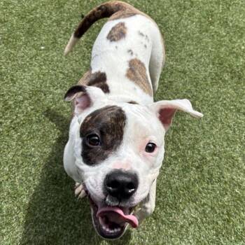 Mixed Breed Dogs Available for Adoption in Asheville, North Carolina - Tub | PetCurious