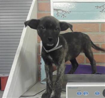 CARMEN -  Staffordshire Bull Terrier and Mixed Breed Dog for Adoption in Houston, Texas - CARMEN | PetCurious