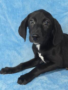 Rescue Labrador Retriever and Boxer Dogs for Adoption in New York, New York - Coral *foster Needed* | PetCurious